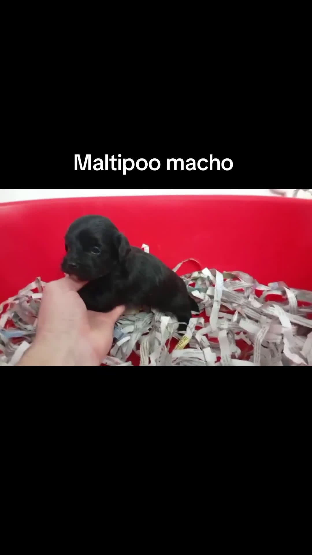 Maltipoo perros en venta: Maltipoo negro - Video 1