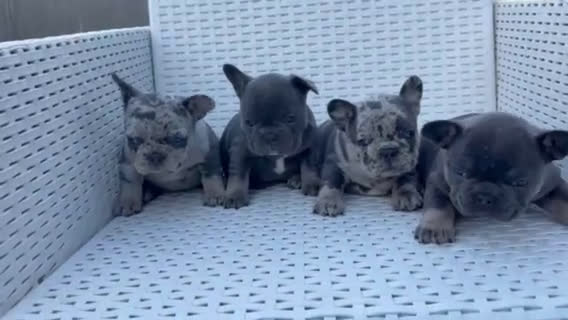 Bulldog Francés perros en venta: ‼️‼️BULLDOG FRANCES EXÓTICOS - Video 1