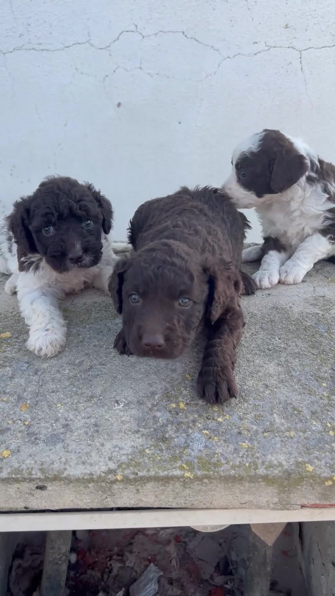 Perro de Agua Español perros en venta: Perros de agua Máxima calidad Espectaculares - Video 2