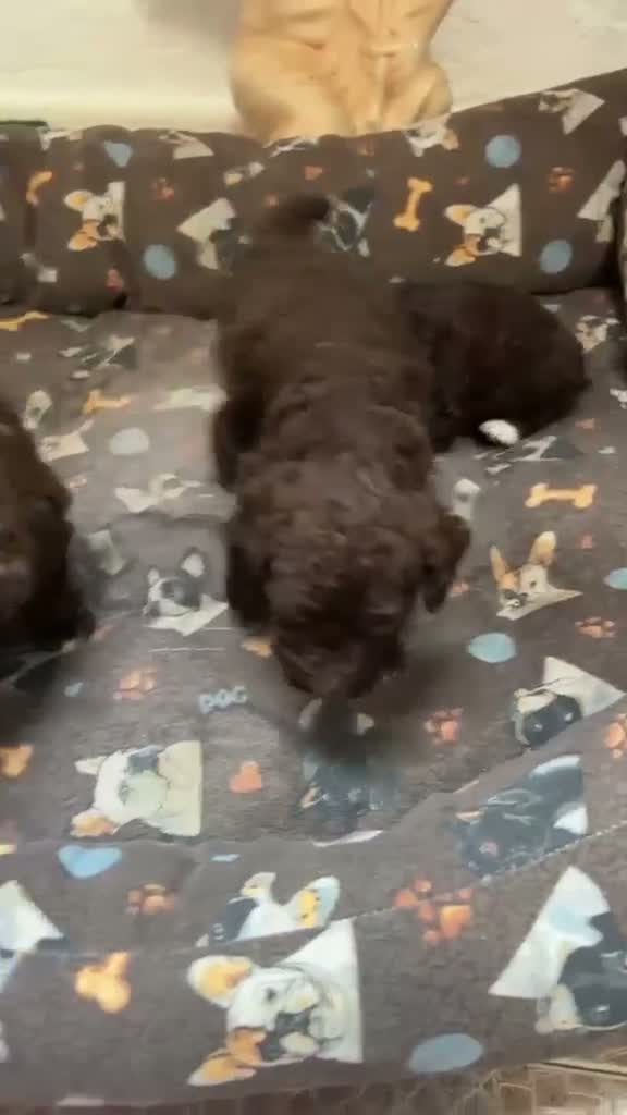 Perro de Agua Español perros en venta: Próxima Camada Perro de Agua Español Chocolate - Video 1