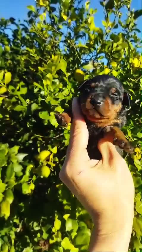 Pinscher Miniatura perros en venta: Mini pinscher negros y rojos  - Video 2