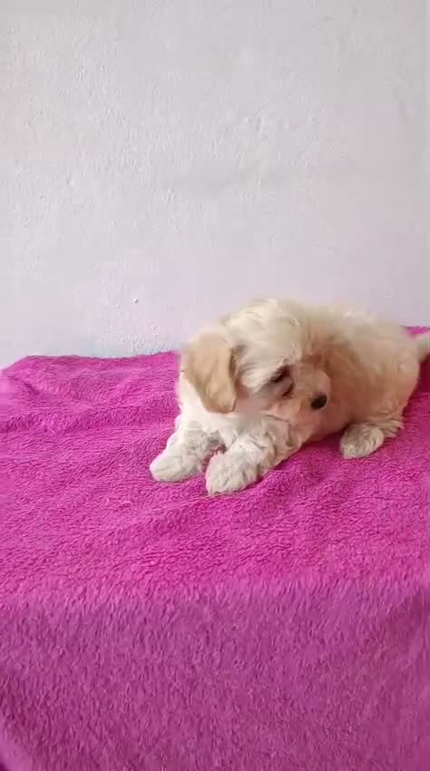 Maltipoo perros en venta: Maltipoo hembra  - Video 1