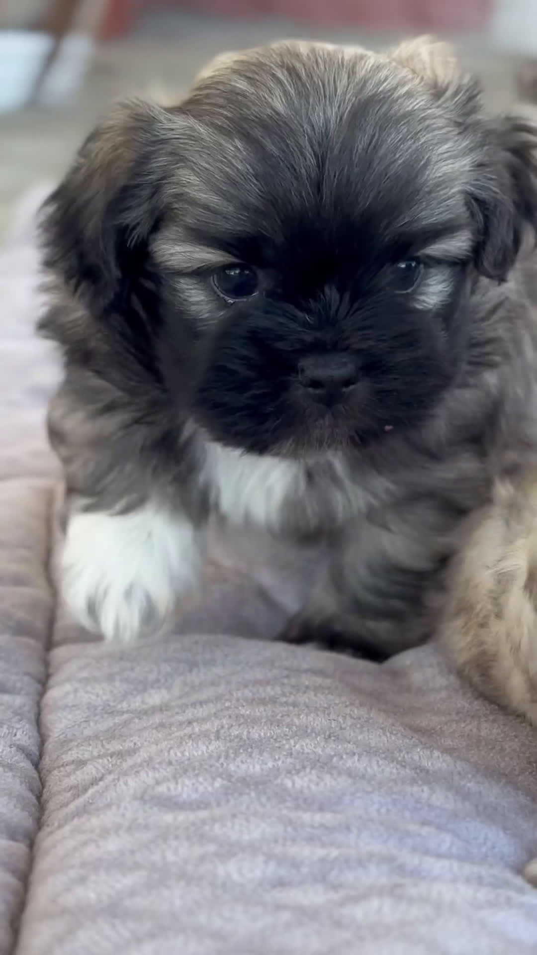 Maltipoo perros en venta: 🐾 Maxi y Boom – Maltipoo  marrón suave ☁️🤎 - Video 1