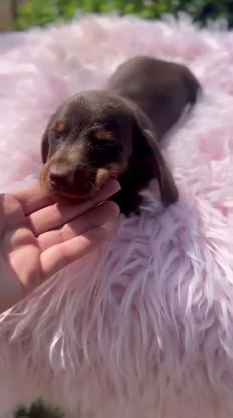 Teckel Miniatura perros en venta: Teckel miniatura hembra  - Video 1