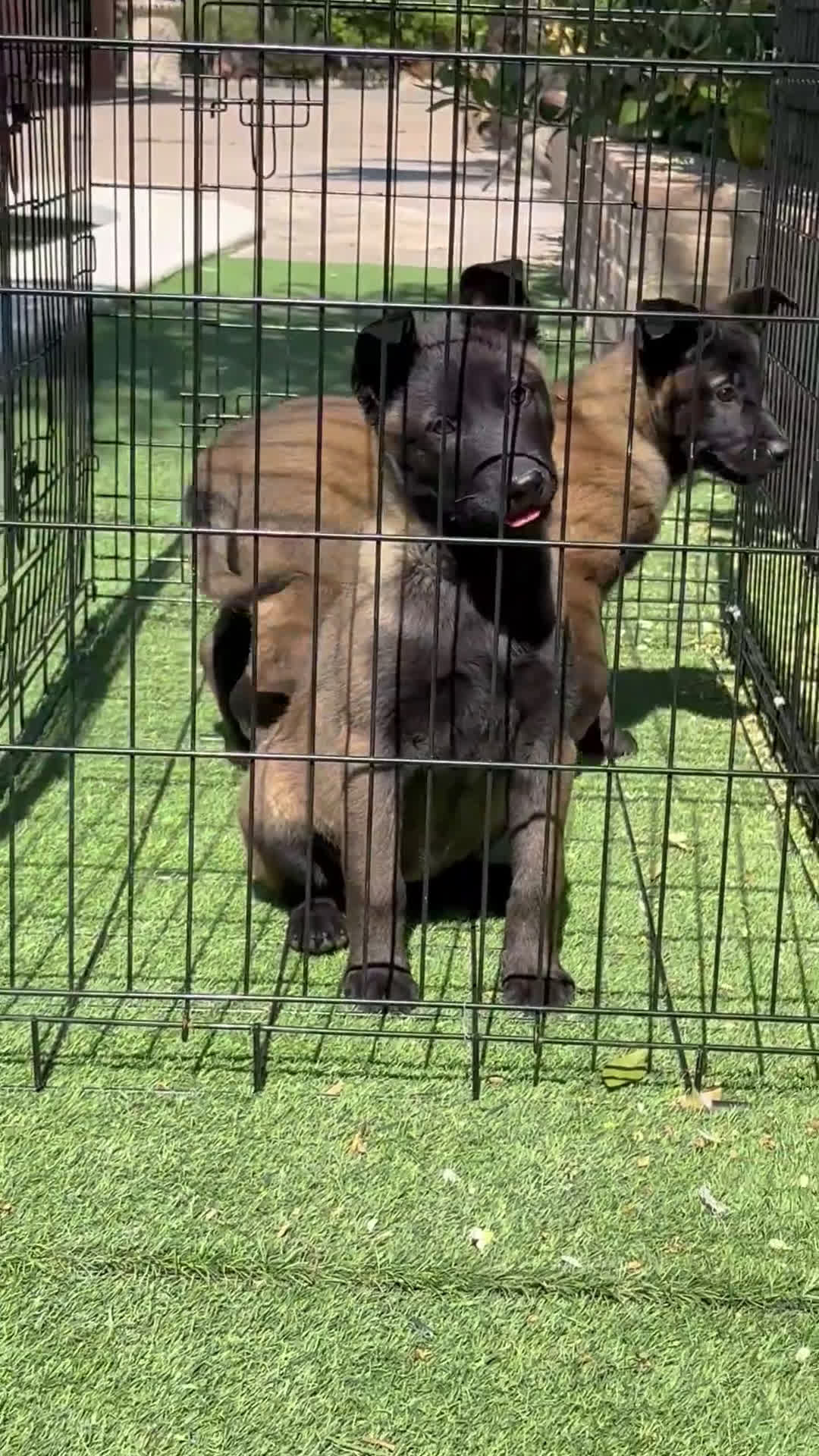 Pastor Belga Malinois perros en venta: Cachorras Malinois con pedigree  en Murcia - Video 1