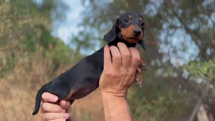 Teckel Miniatura perros en venta: Teckel mini  - Video 1