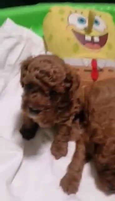 Caniche Toy perros en venta: ‼️‼️CANICHE TOY ROJOS 50% ASIÁTICOS  - Video 1