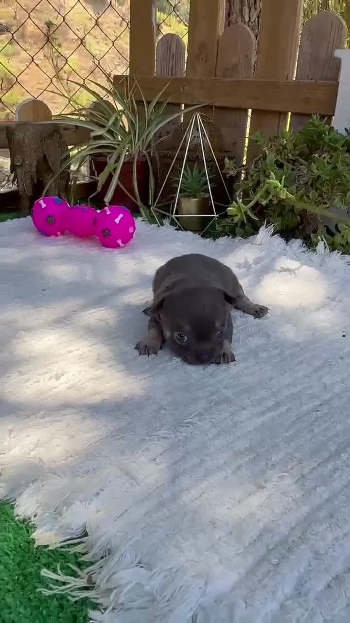 Chihuahua perros en venta: Chihuahua super Toy Cabeza De manzana Blue  - Video 2