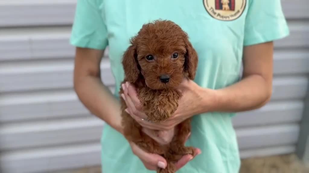 Raza Mixta perros en venta: Caniches enanos - Video 1
