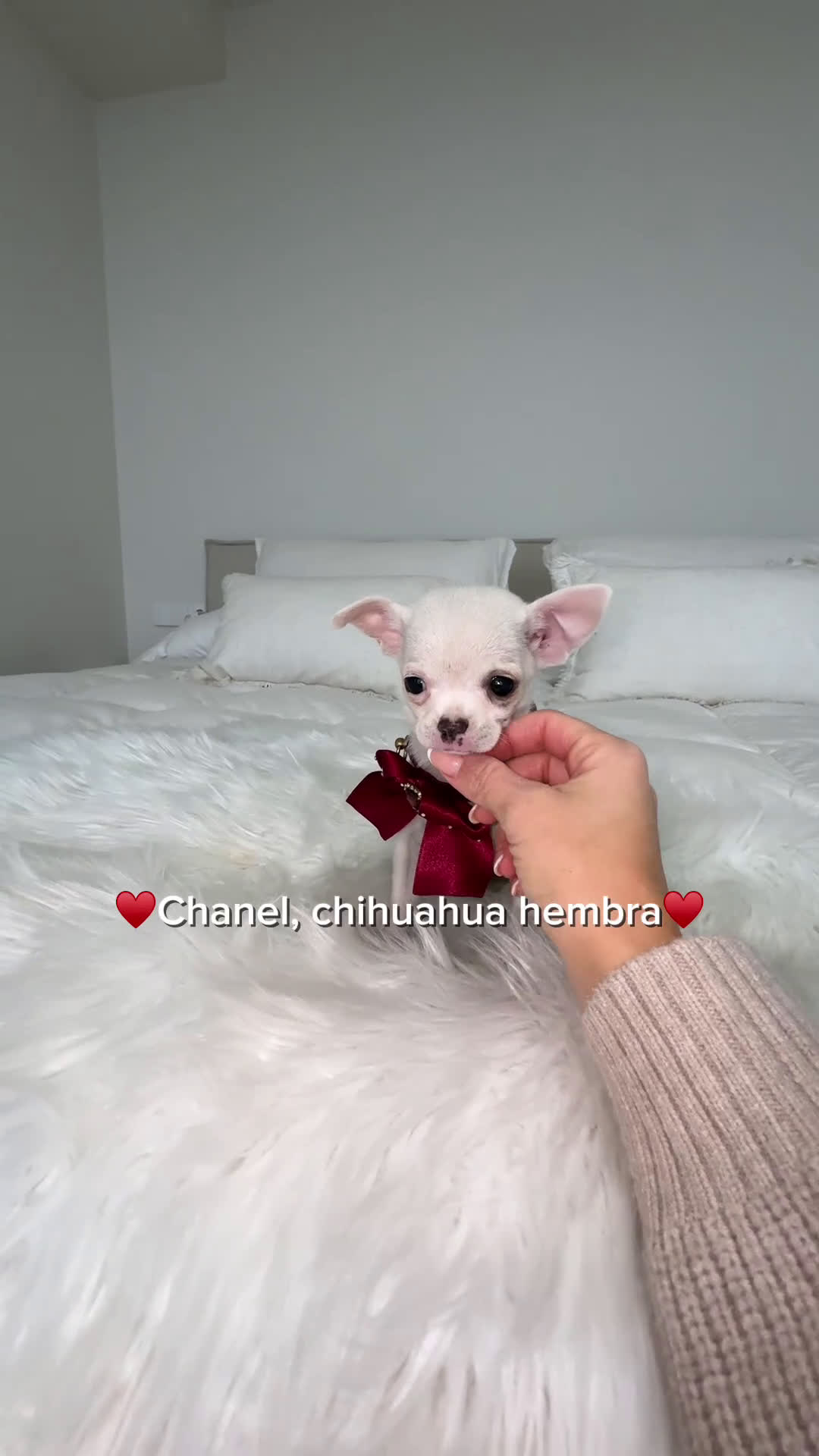 Chihuahua perros en venta: Chihuahua hembra - Video 1