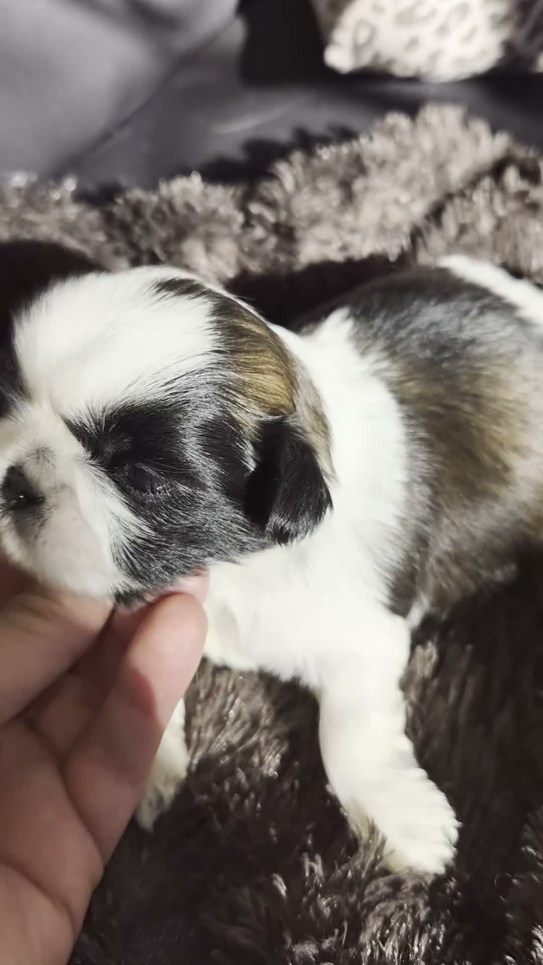 Shih Tzu perros en venta: Shik tzu - Video 3