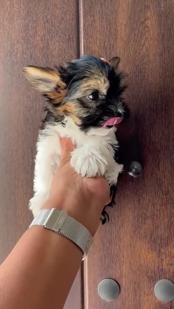 Yorkshire Terrier perros en venta: YORKSHIRE BIEWER - Video 1