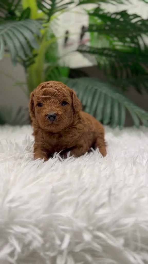 Caniche Toy perros en venta: CANICHE ROJO MACHO - Video 1