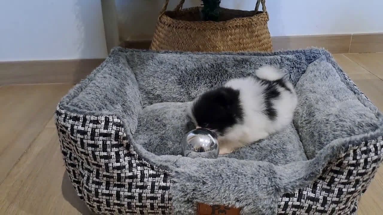 Pomerania perros en venta: Cachorrito Lulu de Pomerania Mini  - Video 1