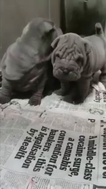 Shar Pei perros en venta: camada de minipeis linea americana exóticos  - Video 1
