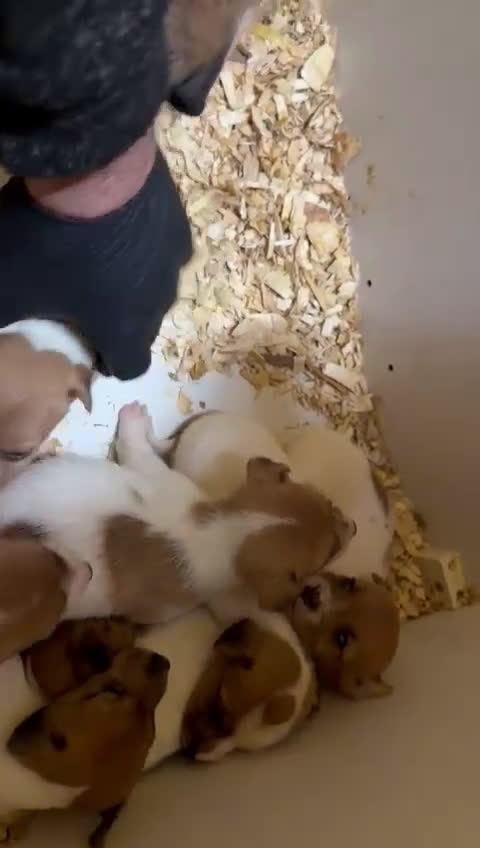 Jack Russell Terrier perros en venta: Cachorros de Jack Russell  - Video 1