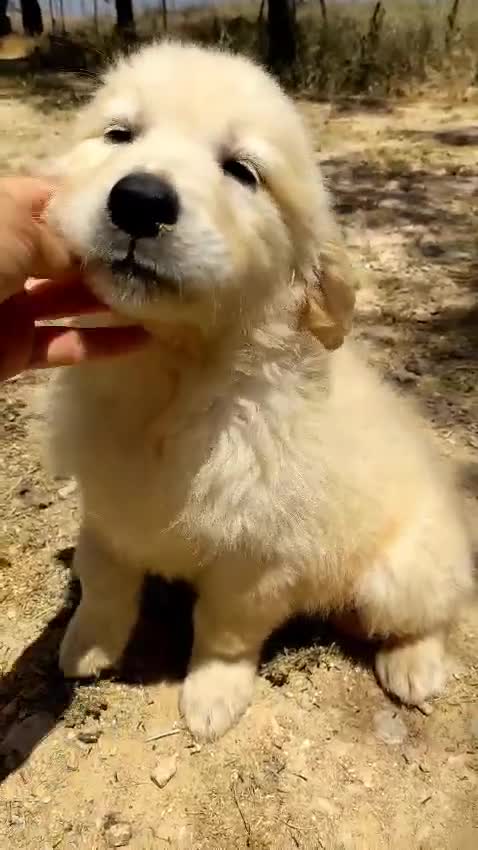 Golden Retriever perros en venta: Preciosos cachorros de golden retriever - Video 2