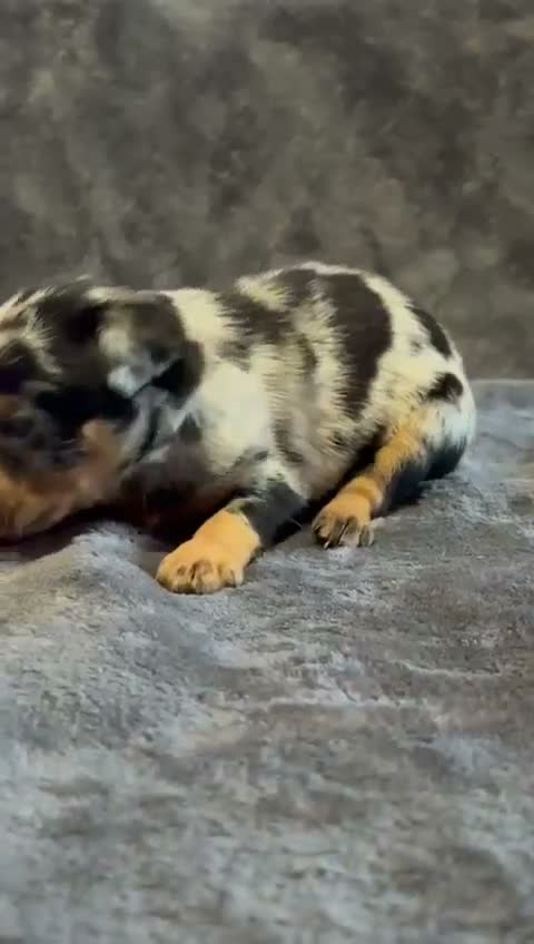 Pinscher Miniatura perros en venta: Pinscher Miniatura - Video 1