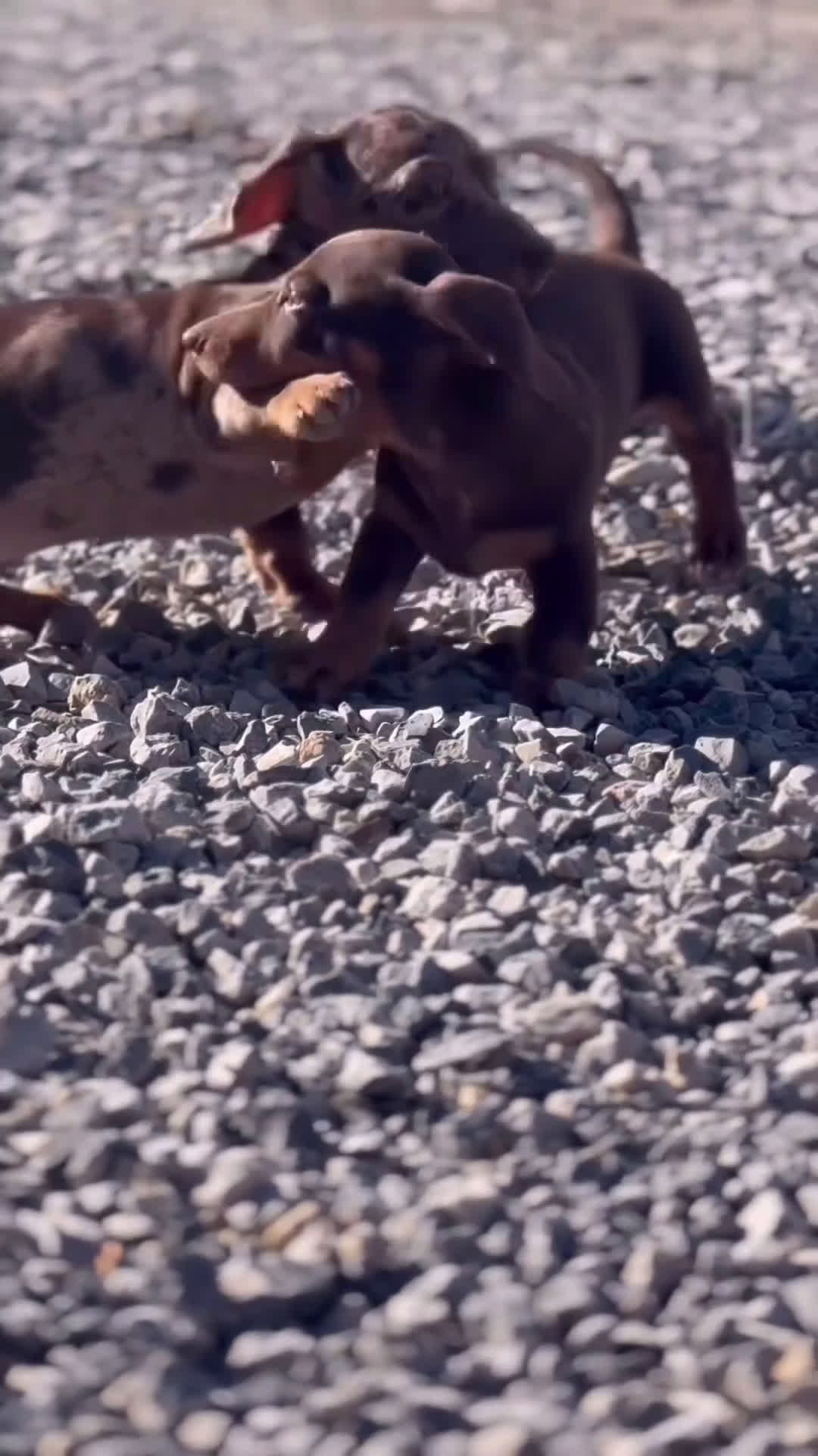 Teckel Miniatura perros en venta: 🐾 Lluma – Teckel hembra chocolate 🐾 - Video 2