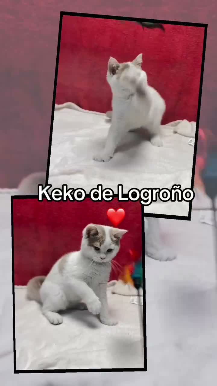 Británico de Pelo Corto gatos en venta: Kiko Gatito arlequín azul monismo!!  - Video 1