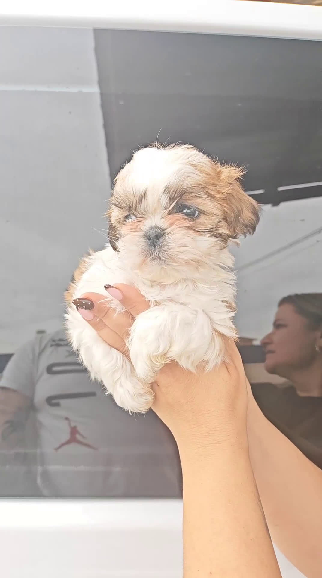 Shih Tzu perros en venta: Último SHIH TZU Disponible 🌟ECONÓMICO🌟 - Video 2