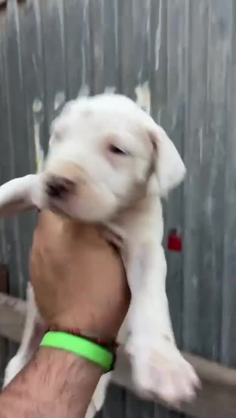Dogo Argentino perros en venta: Dogo Argentino 641387649 - Video 1