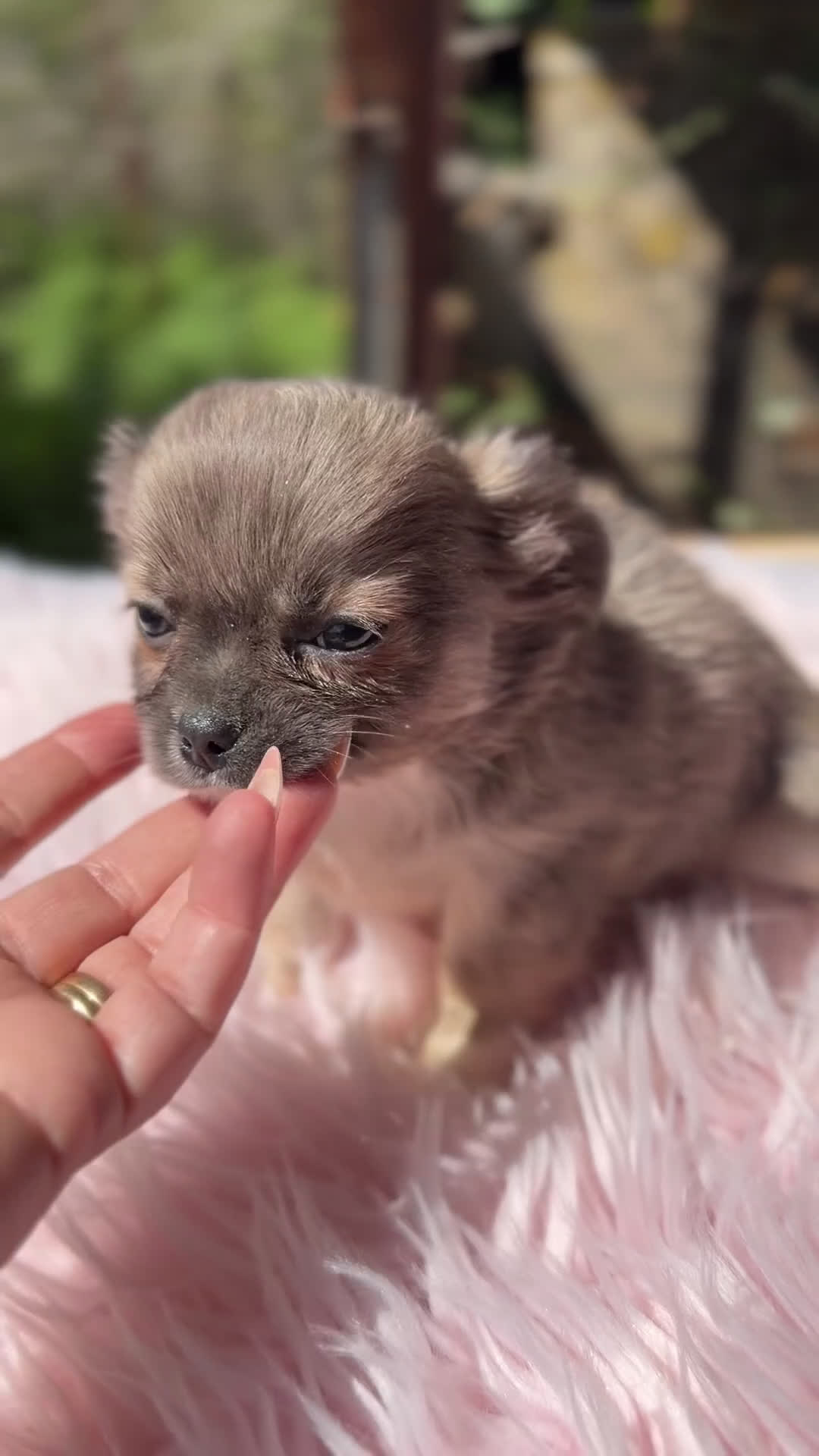 Chihuahua perros en venta: Chihuahua leonada  - Video 2