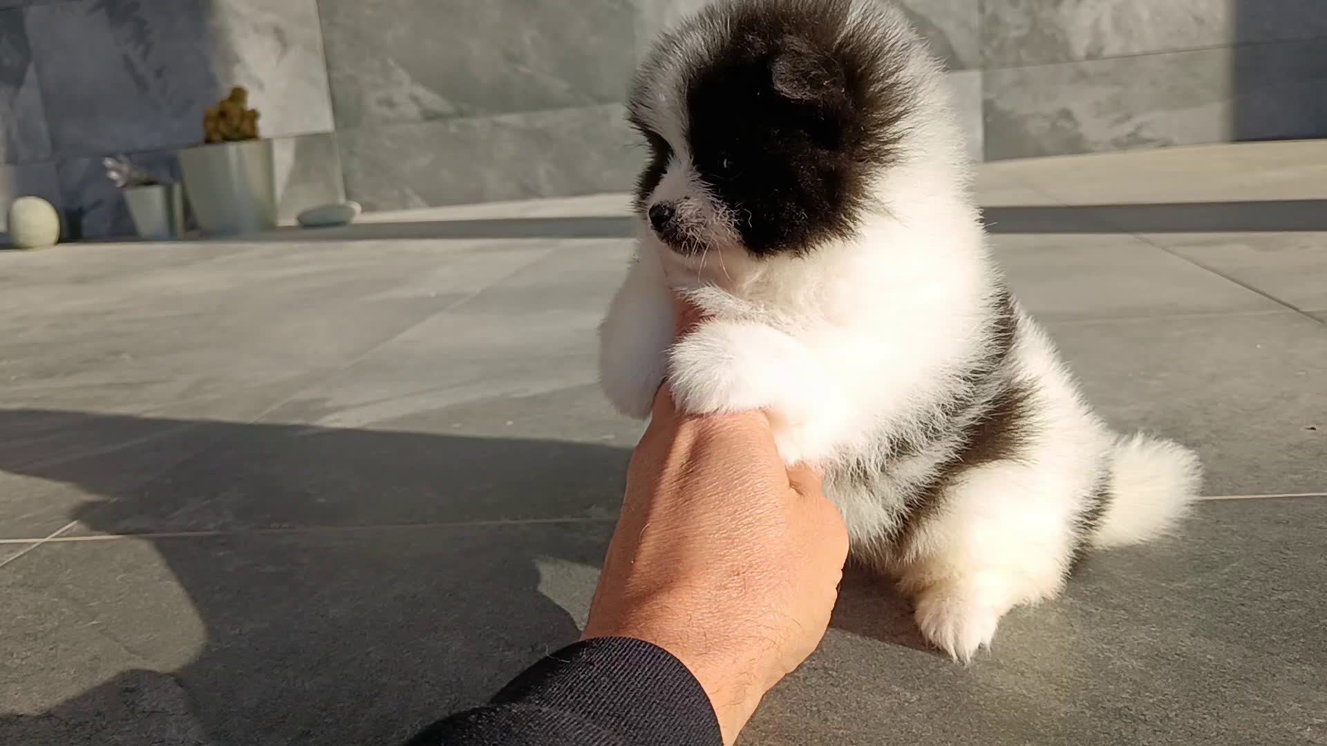 Pomerania perros en venta: Pomerania  - Video 1