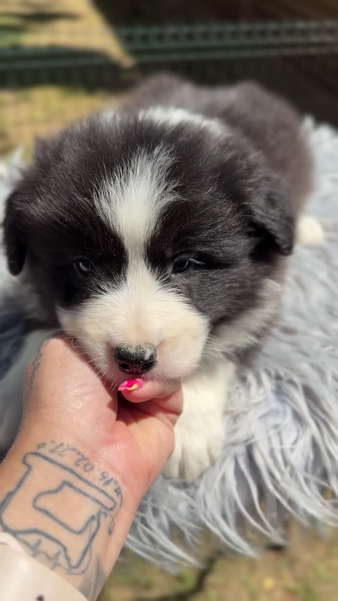 Border Collie perros en venta: Border negro y blanco  - Video 1