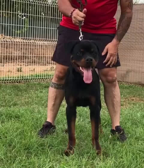Rottweiler perros en venta: ROTTWEILER DISPONIBLE - Video 2