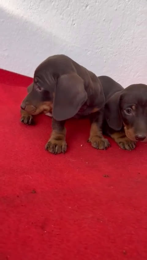 Teckel perros en venta: Teckel kaninchen chocolate  - Video 1