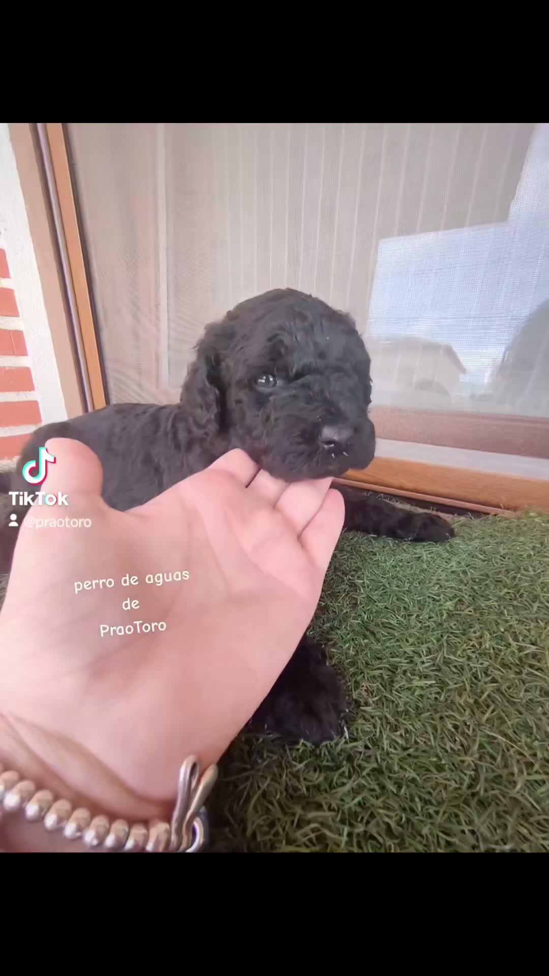 Perro de Agua Español perros en venta: Ultimo Cachorro 🖤 en Madrid - Video 1