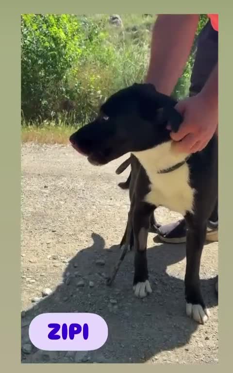 Raza Mixta perros en adopcion: ZIPI busca hogar - Video 1