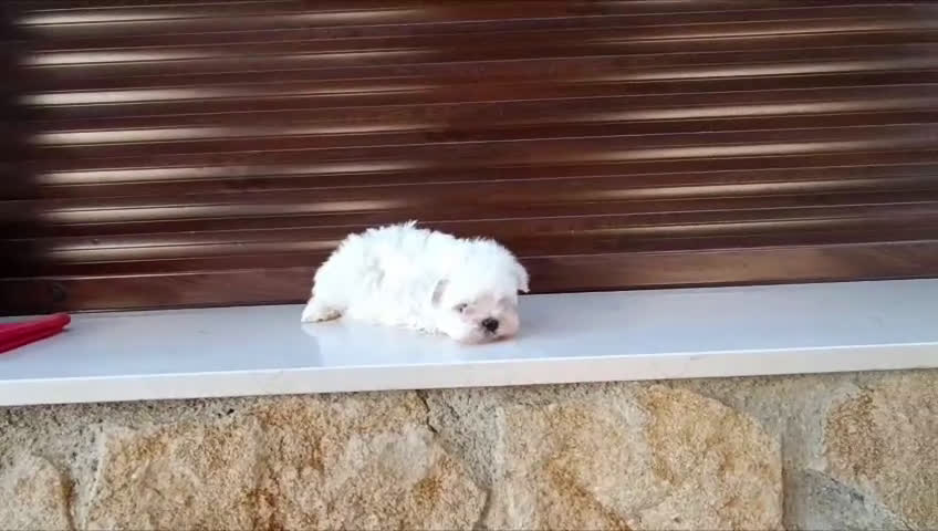 Bichón Maltés perros en venta: Bichón maltés toy  - Video 1