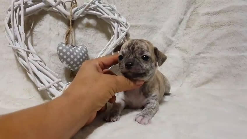 Chihuahua perros en venta: Perro Chihuahua  - Video 4