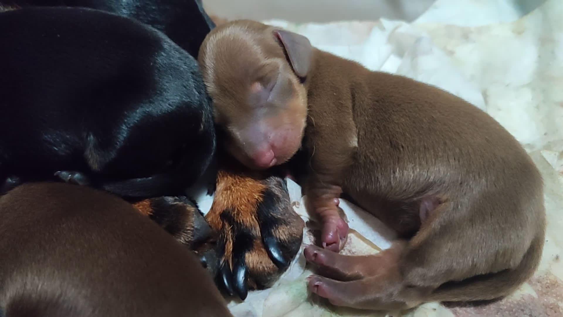 Teckel perros en venta: Teckel Kanichen precio real - Video 2