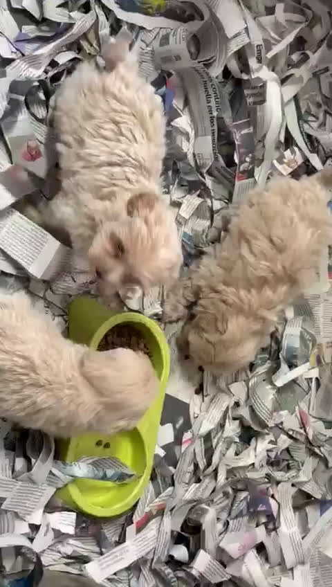 Maltipoo perros en venta: Cachorros de Maltipoo ñ - Video 2