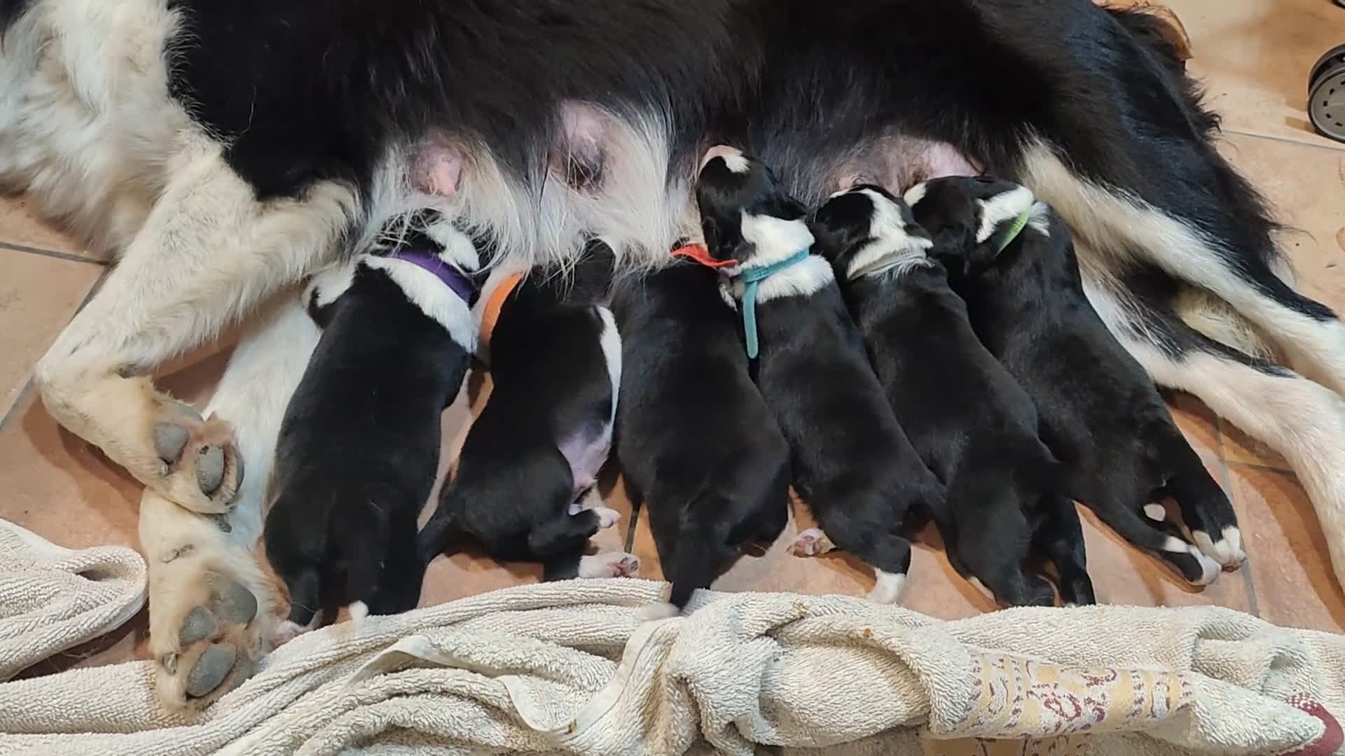 Border Collie perros en venta: Border collie blanco/negro disponibles - Video 1