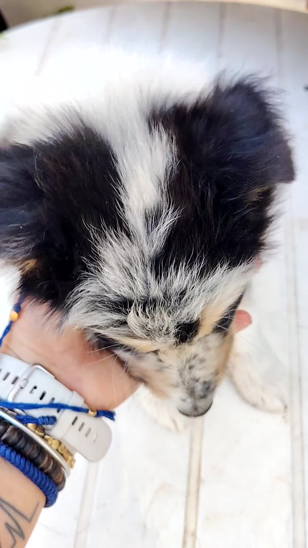 Collie de Pelo Largo perros en venta: Disponible hembra rough collie - Video 1