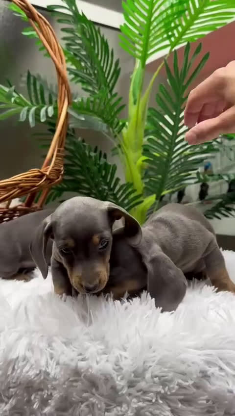 Teckel Miniatura perros en venta: TECKEL MINIATURA BLUE AND TAN - Video 1