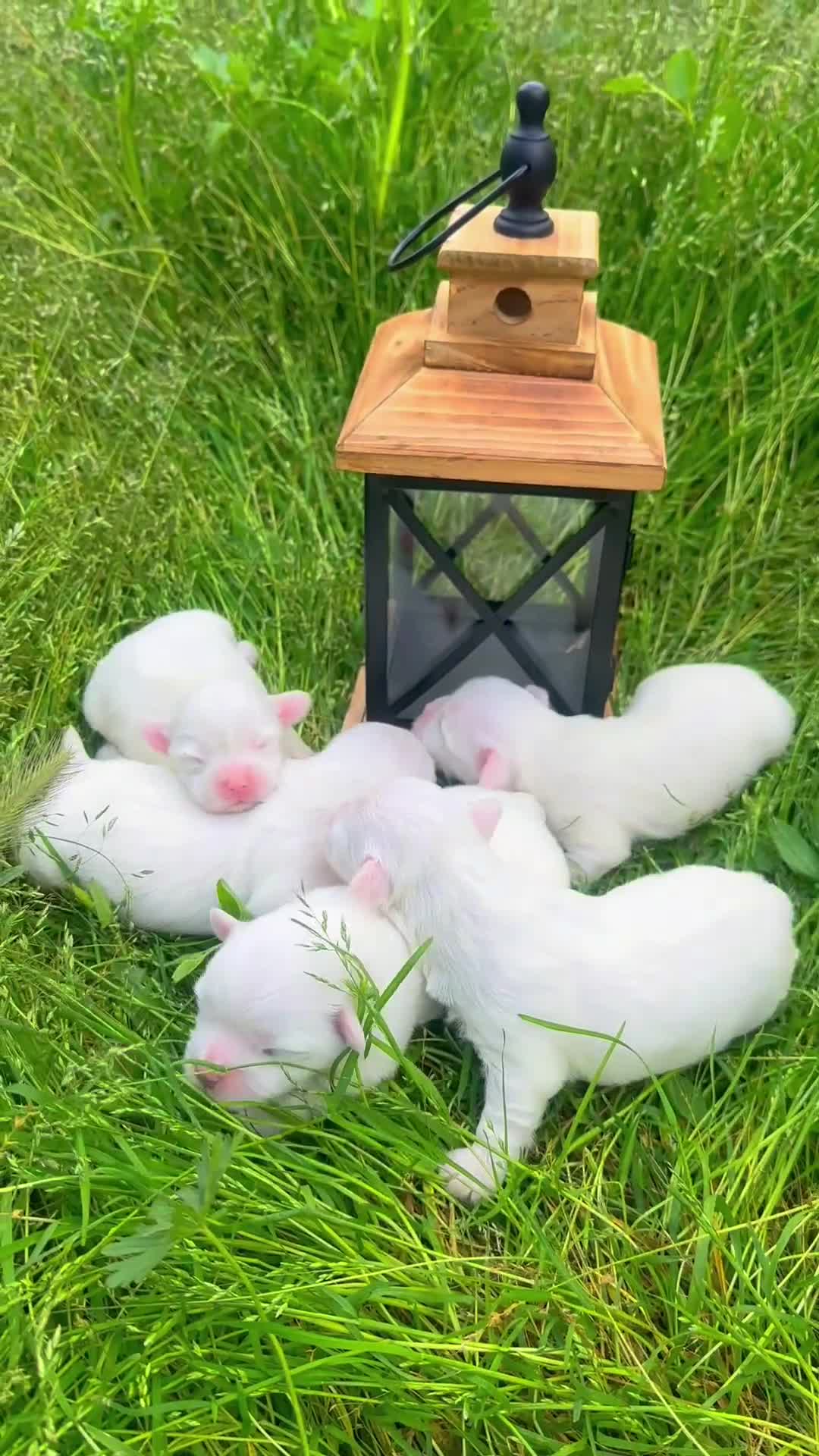 Bichón Maltés perros en venta: Bonita camada Bichon Maltes - Video 1