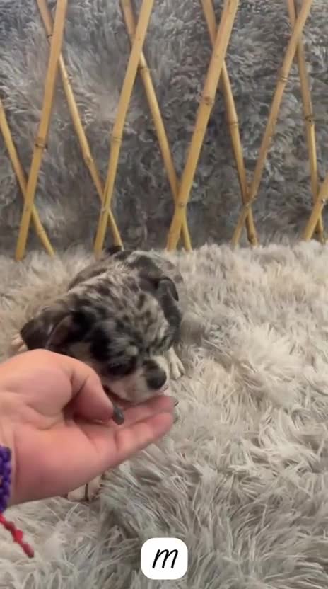 Chihuahua perros en venta: CHIHUAHUA EXÓTICO MERLE - Video 1