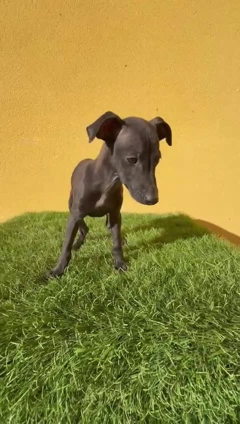 Pequeño Lebrel Italiano perros en venta: Piccolo Lebrel Italiano galgito macho - Video 1