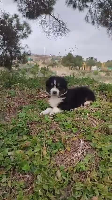 Pastor Australiano perros en venta: PASTOR AUSTRALIANO - Video 1