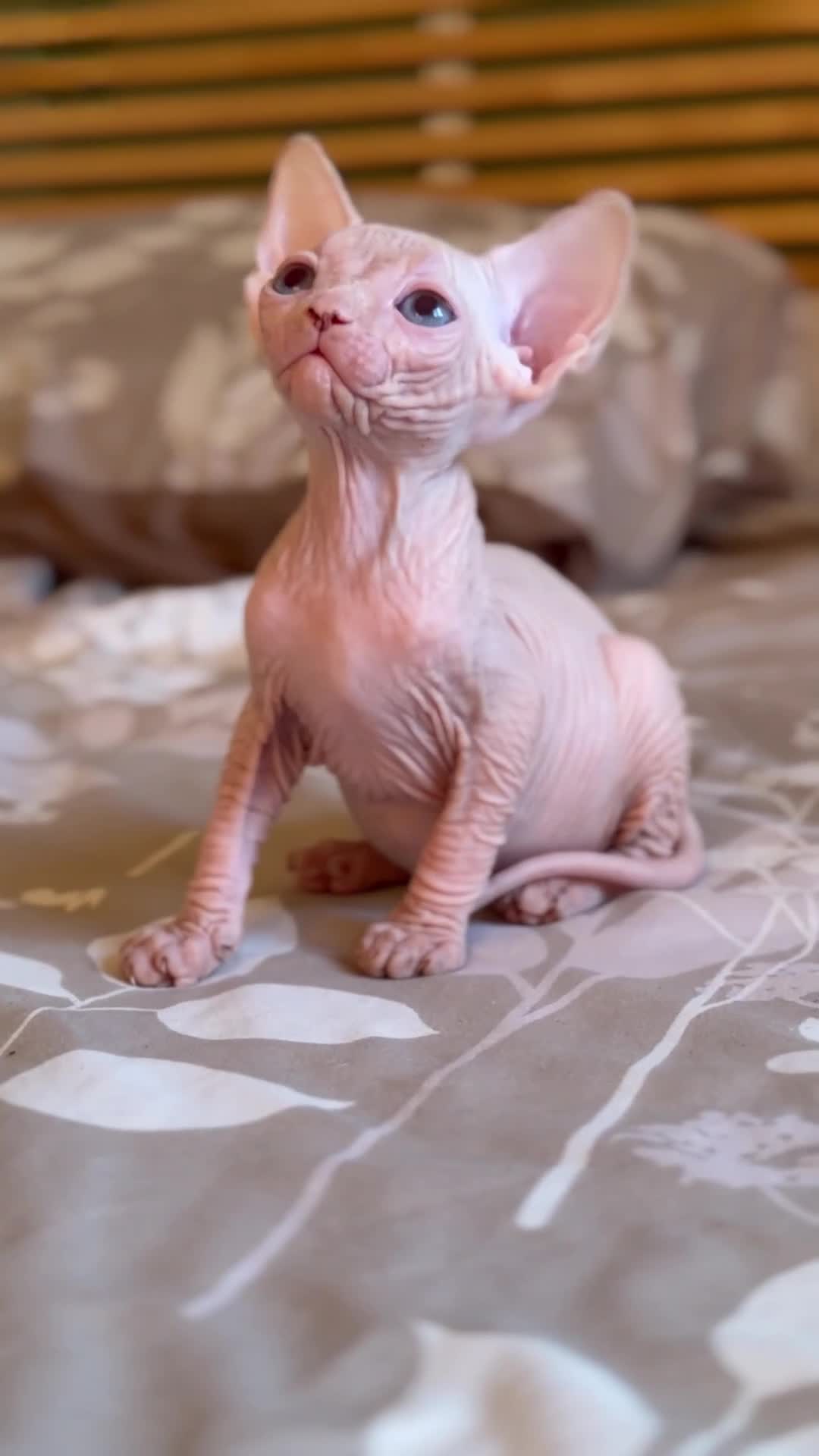 Sphynx gatos en venta: Último Sphynx  - Video 1