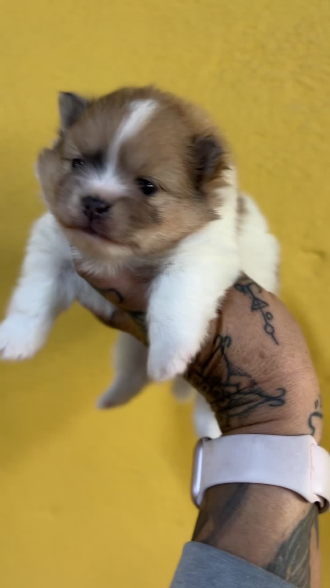 Pomerania perros en venta: Pomerania partycolor - Video 1