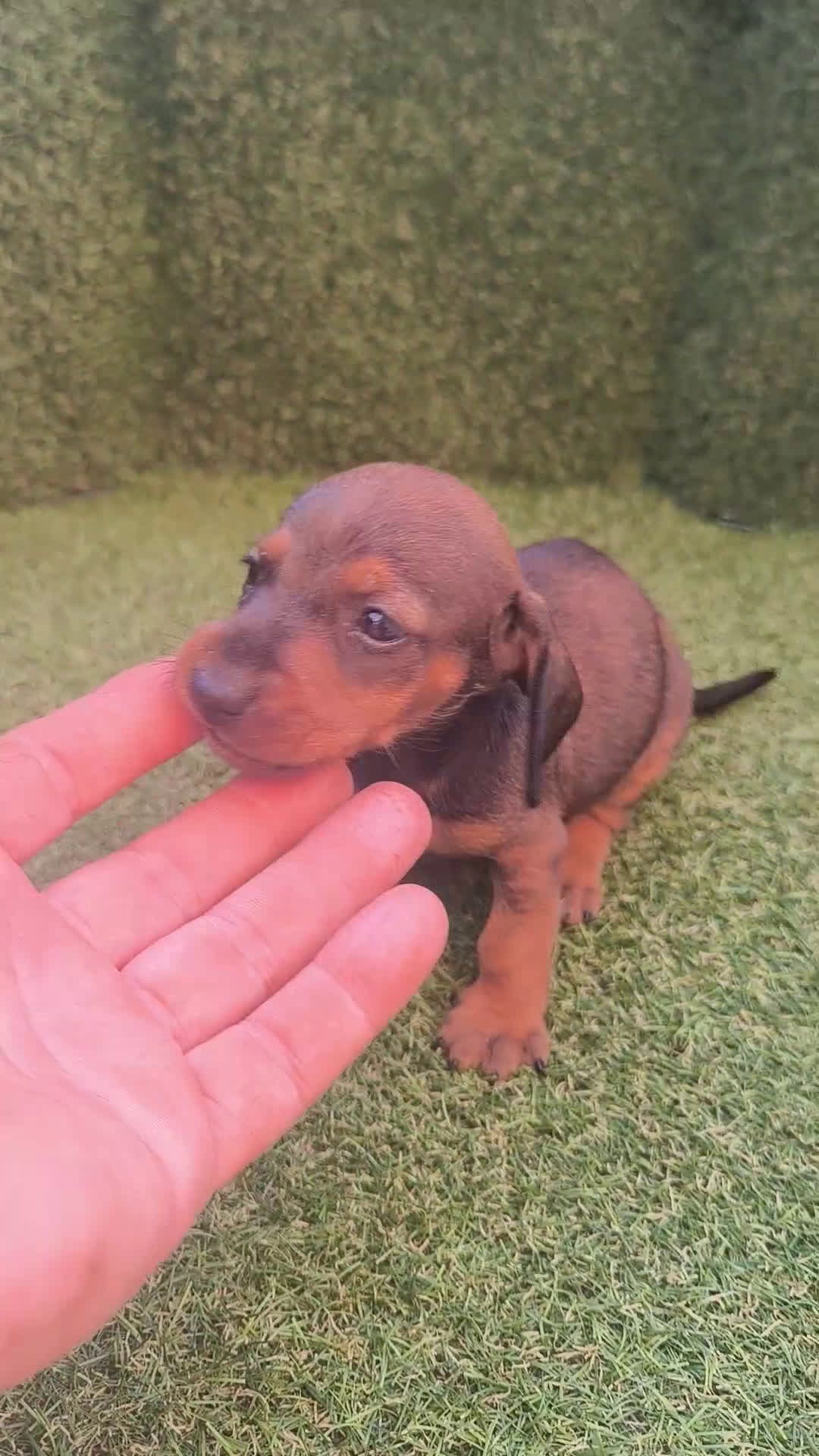 Teckel perros en venta: camada teckel canichen varios colores  - Video 1