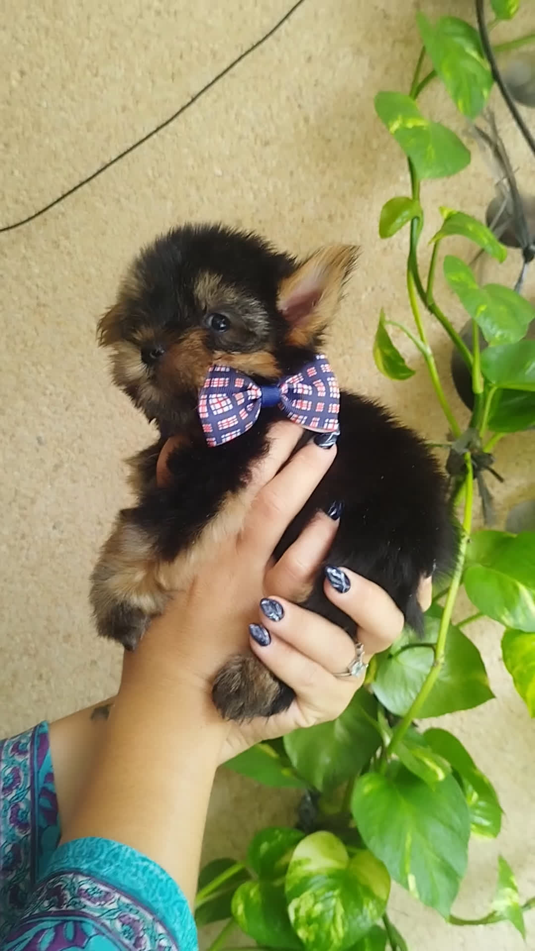 Yorkshire Terrier perros en venta: YORKSHIRE TOY MACHO  - Video 1