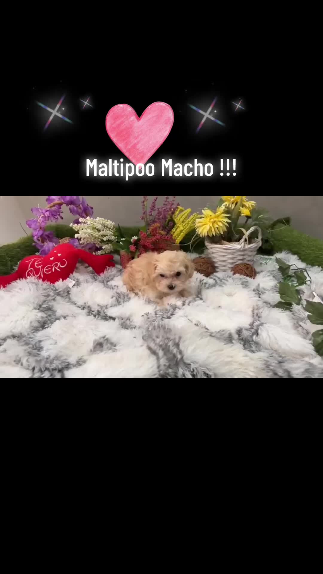 Maltipoo perros en venta: Maltipoo toy !!! Fotos actuales  - Video 1