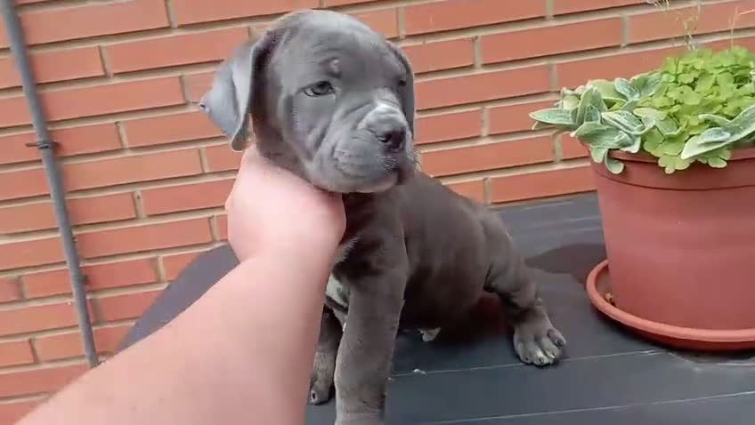 Cane Corso perros en venta: Camada de 🌟Cane Corso🌟 - Video 1
